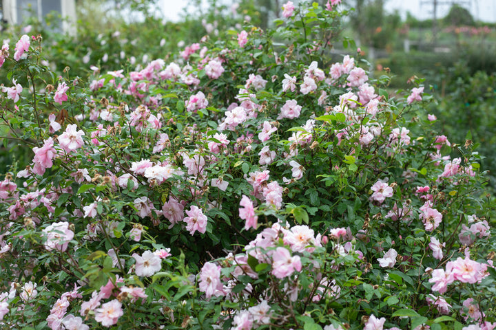 Madame Laurette Messimy