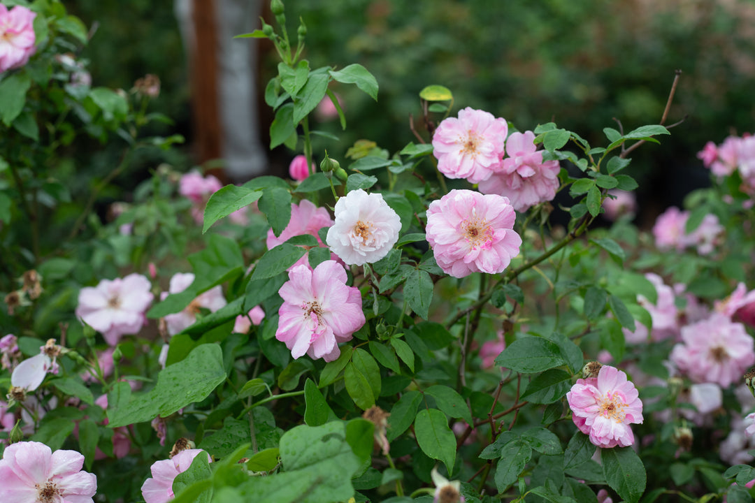 Madame Laurette Messimy