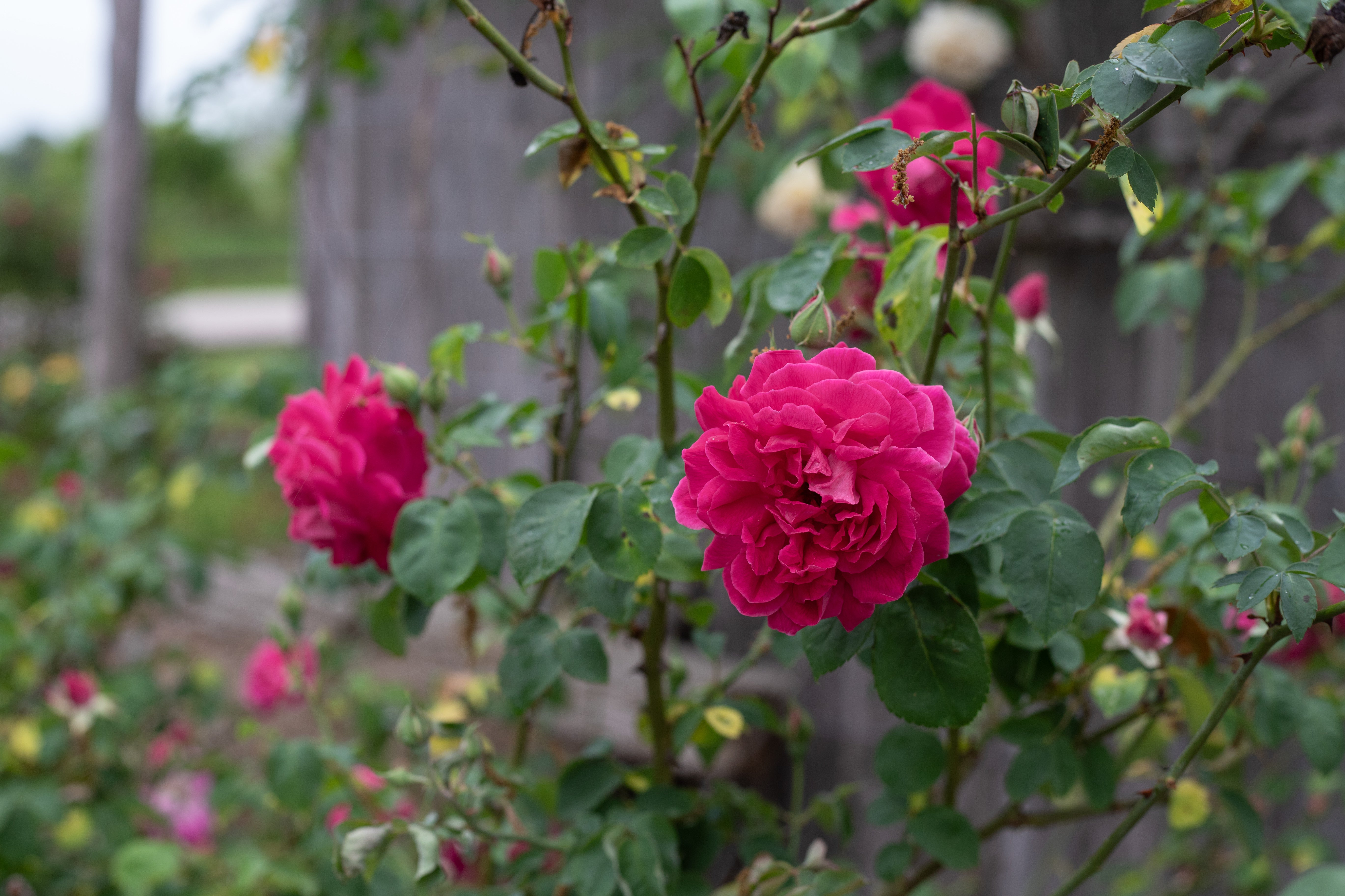 Maggie – Antique Rose Emporium