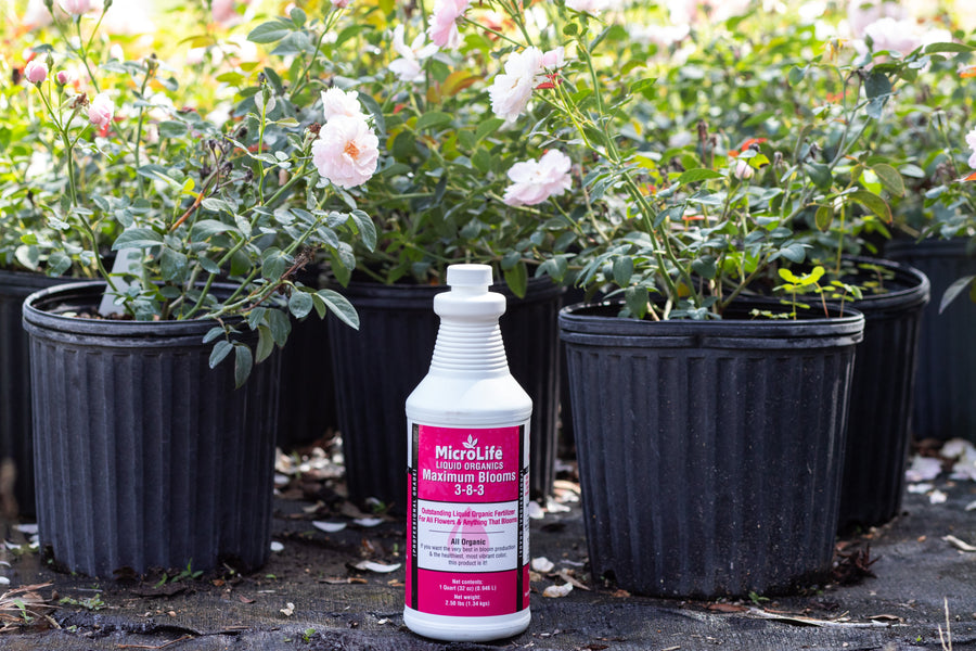 Pink roses in 2 gallon planters surrounding  a single bottle of MicroLife maximum blooms liquid plant food.