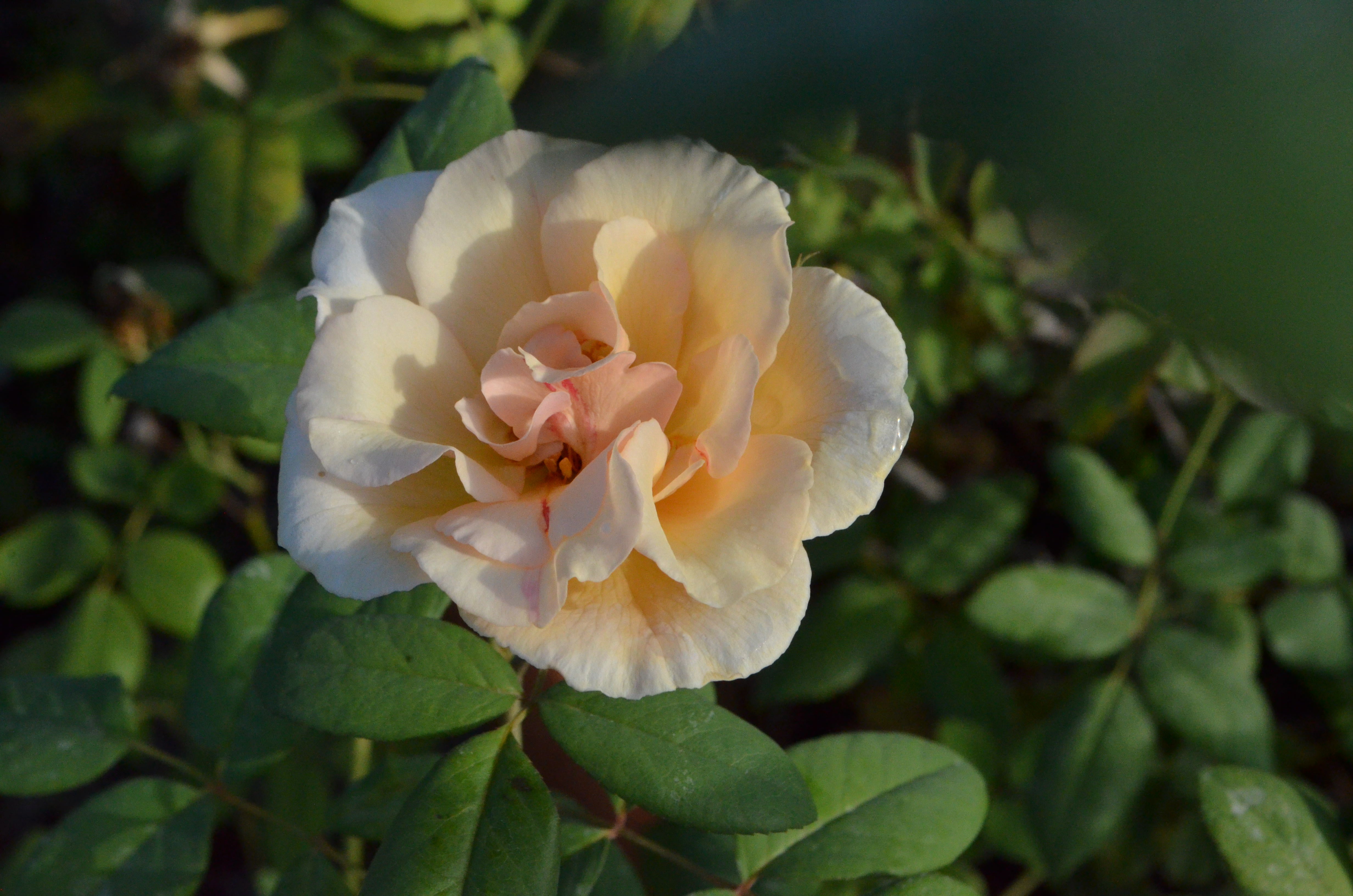 Miss Lillian – Antique Rose Emporium