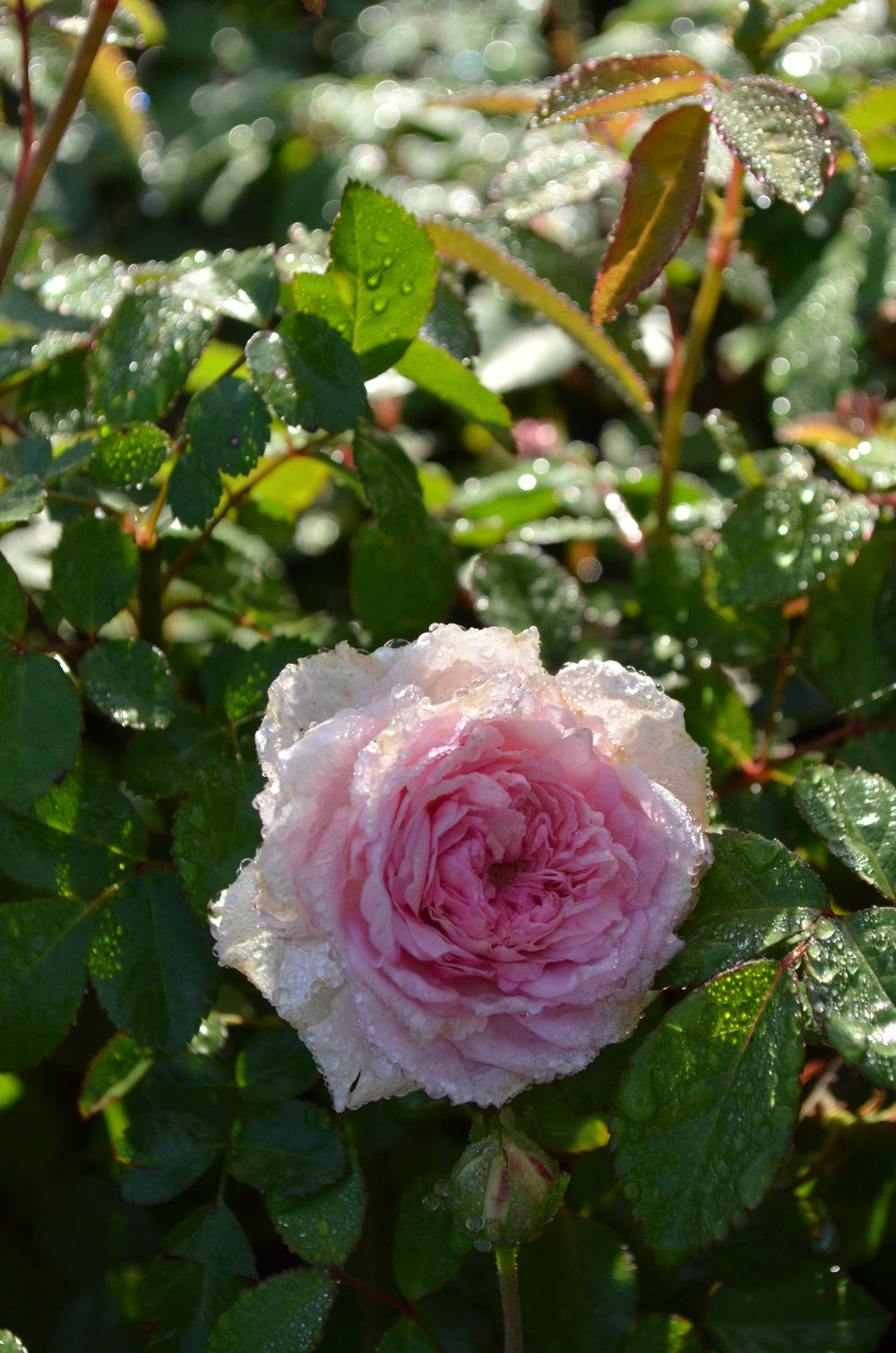 Mlle Franziska Kruger pink rose after rain.