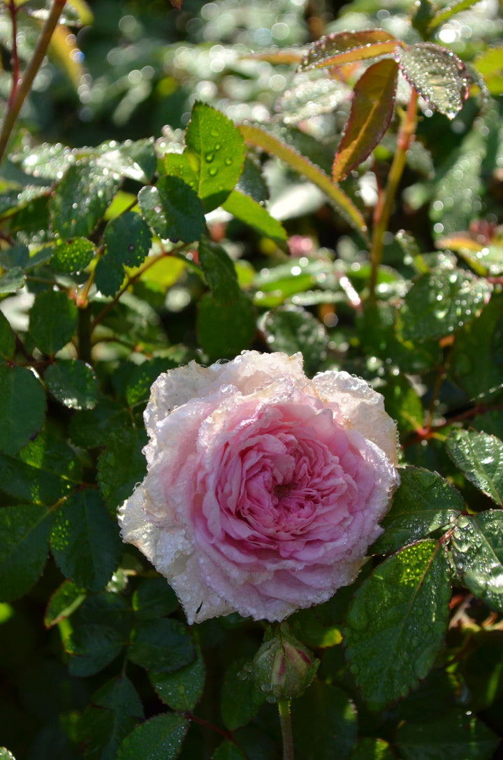 Mlle Franziska Kruger pink rose after rain.