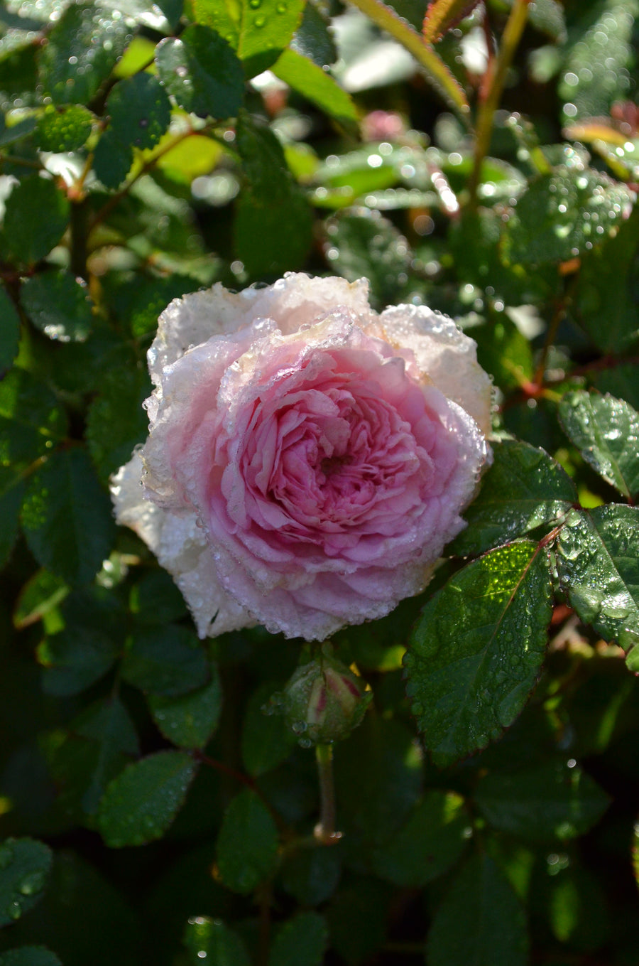 Mlle Franziska Kruger rose covered in raindrops
