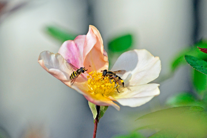 Close up of bees polinating the Mutabillis rose.