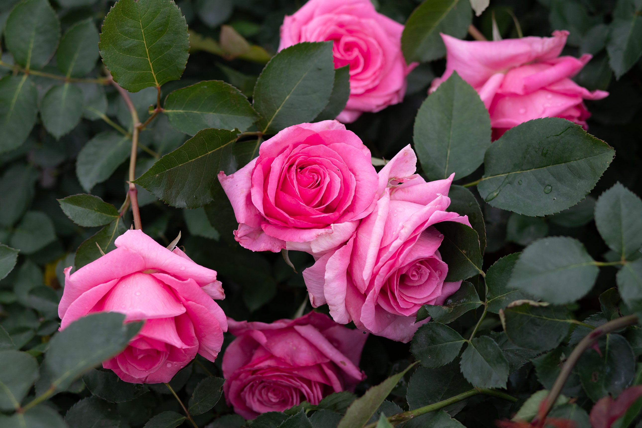 Naga_Belle_-_1.jpg?v=1744144473