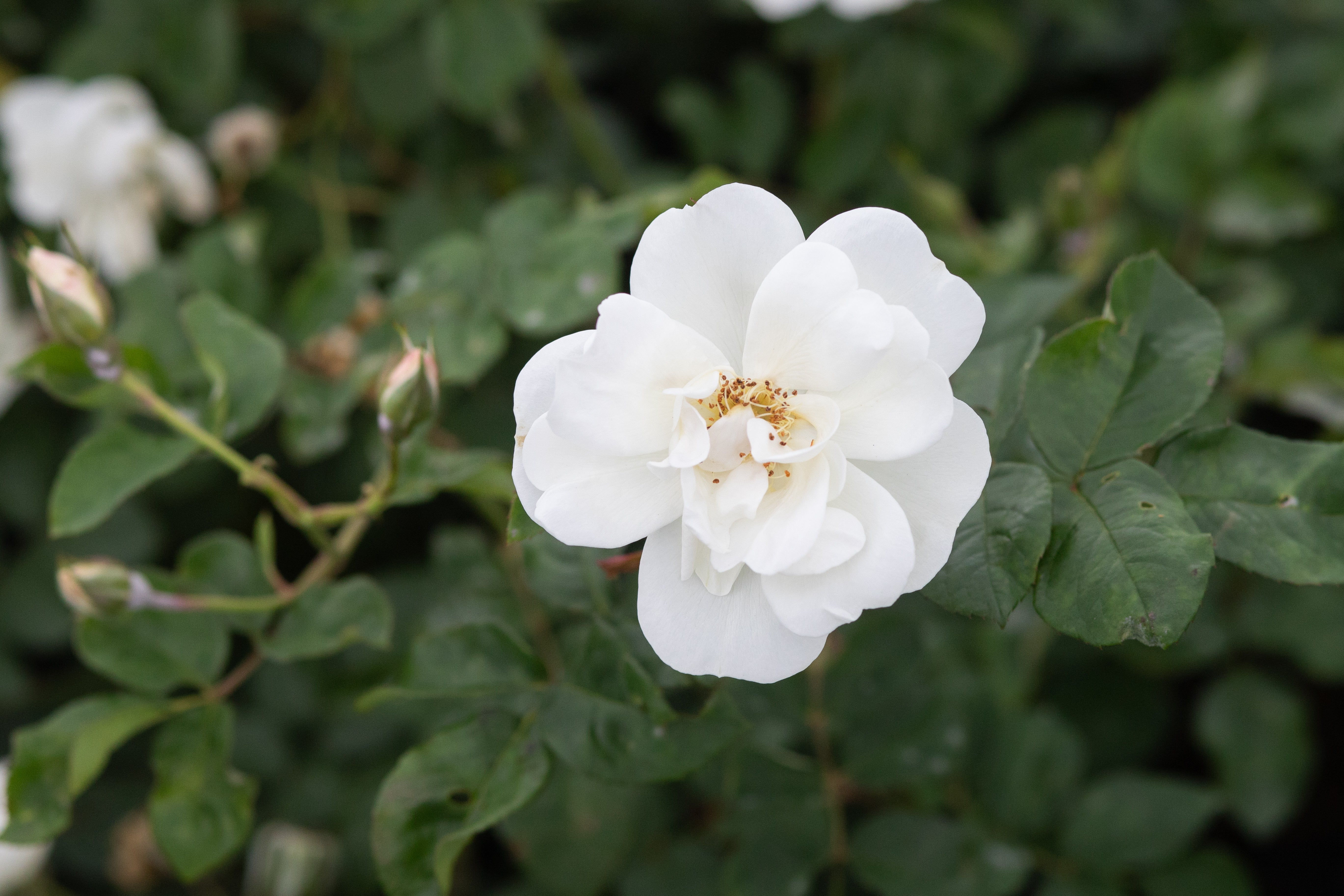 Old Baylor – Antique Rose Emporium