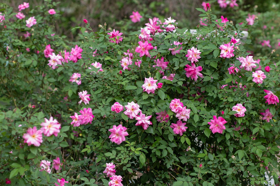 Old Blush