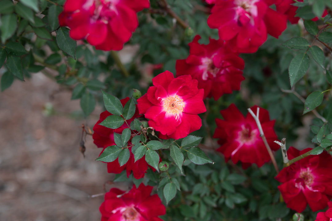 Old Gay Hill Red China