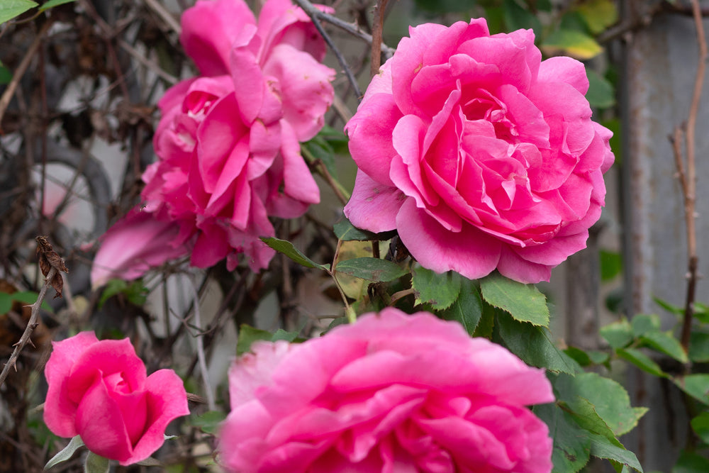 Pink roses called Parade on rose bush.