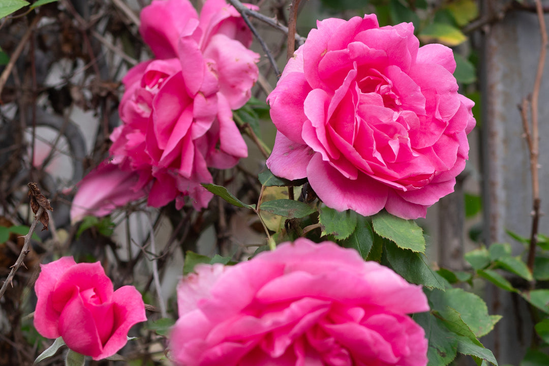 Pink roses called Parade on rose bush.