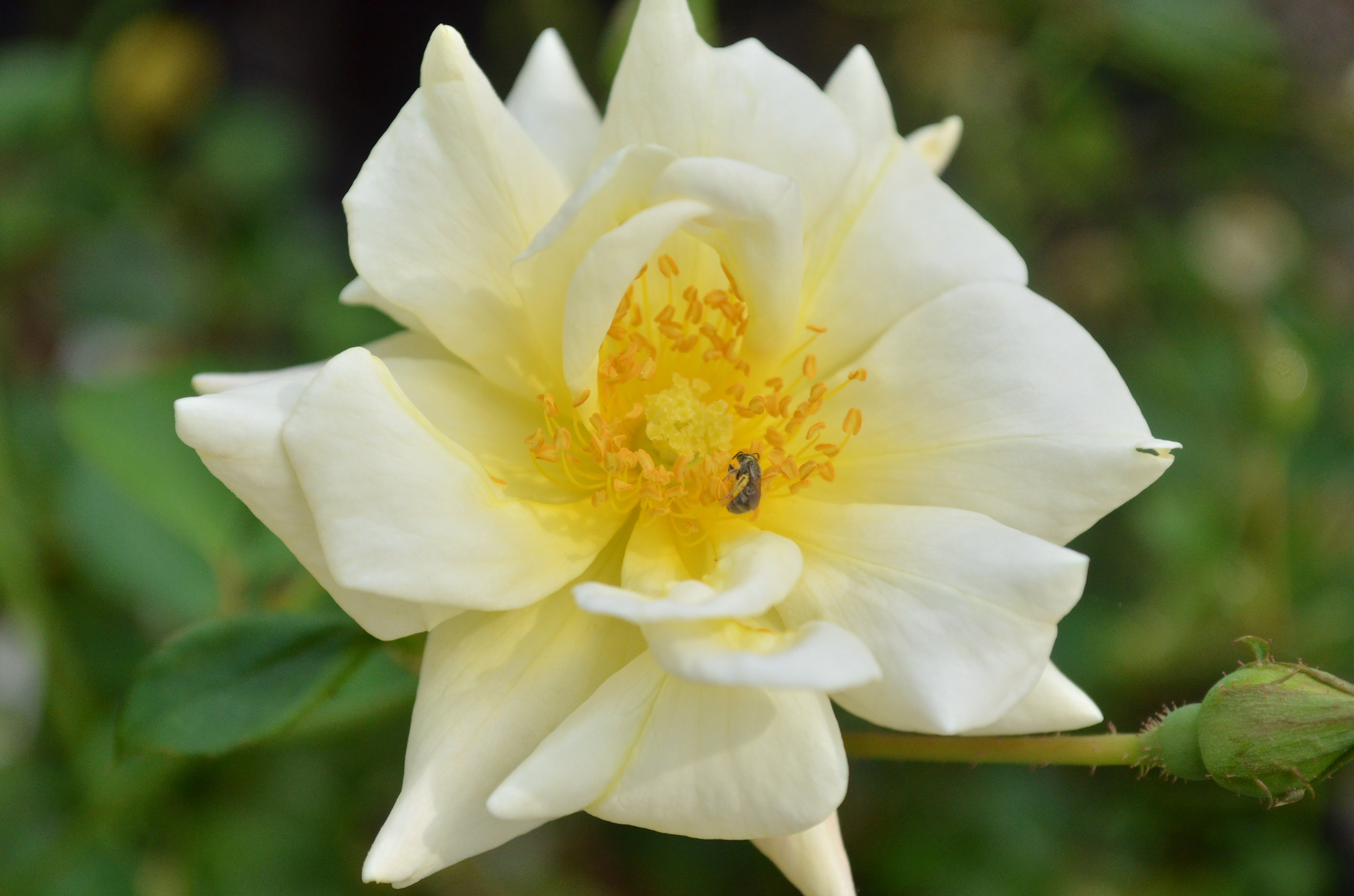 Republic of Texas – Antique Rose Emporium