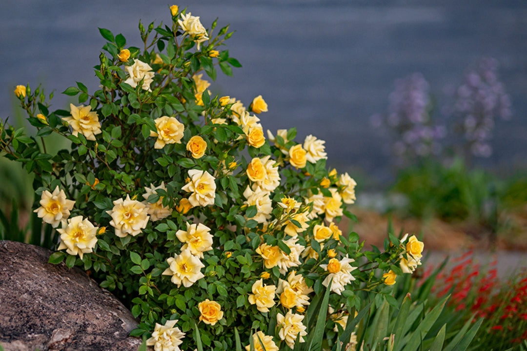 Rise-N-Shine Antique Rose Emporium Rise-N-Shine Antique Rose Emporium