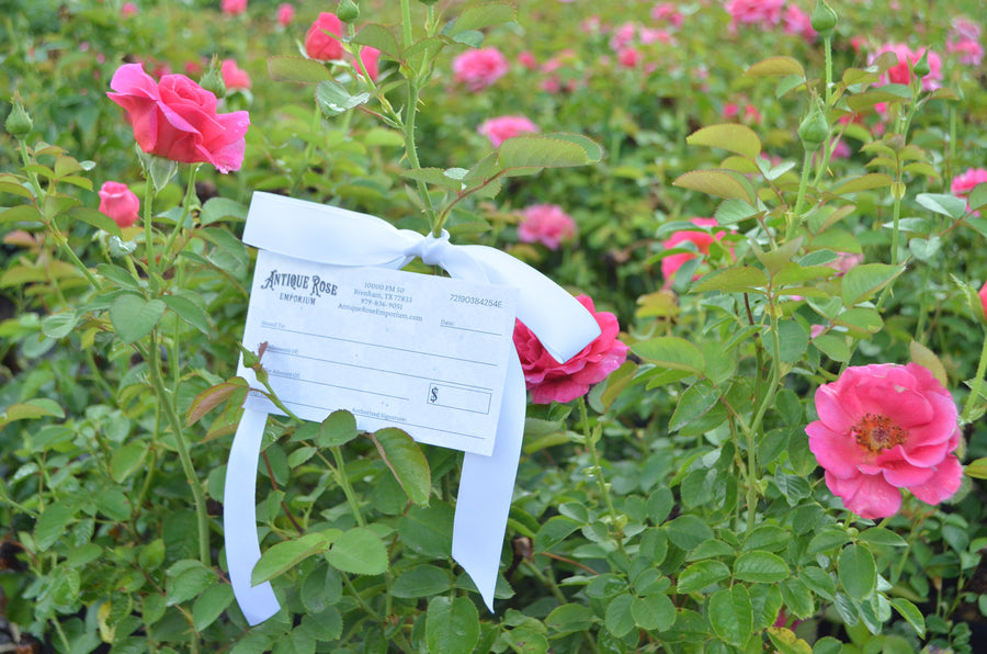 Gift card set against blooming pink rose bushes.