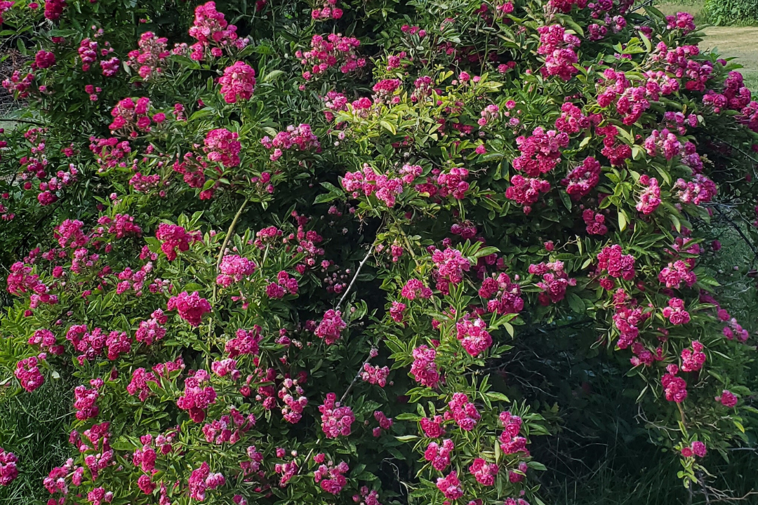 Seven Sisters – Antique Rose Emporium