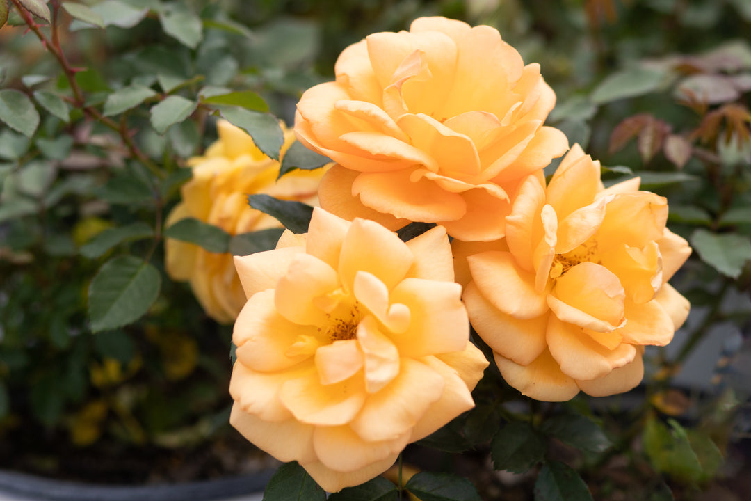 South Africa® - Sunbelt®