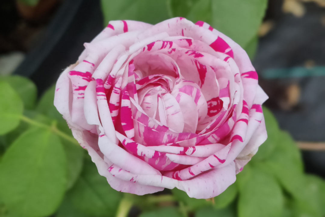 Variegata Di Bologna – Antique Rose Emporium