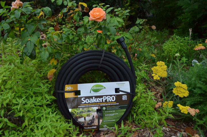 coiled up hose leaning against rose bush