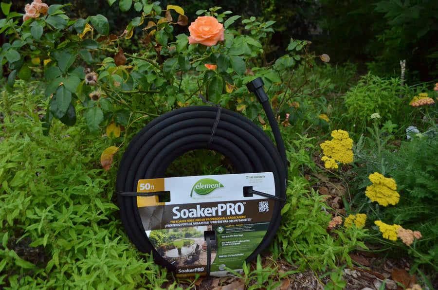 coiled up hose leaning against rose bush