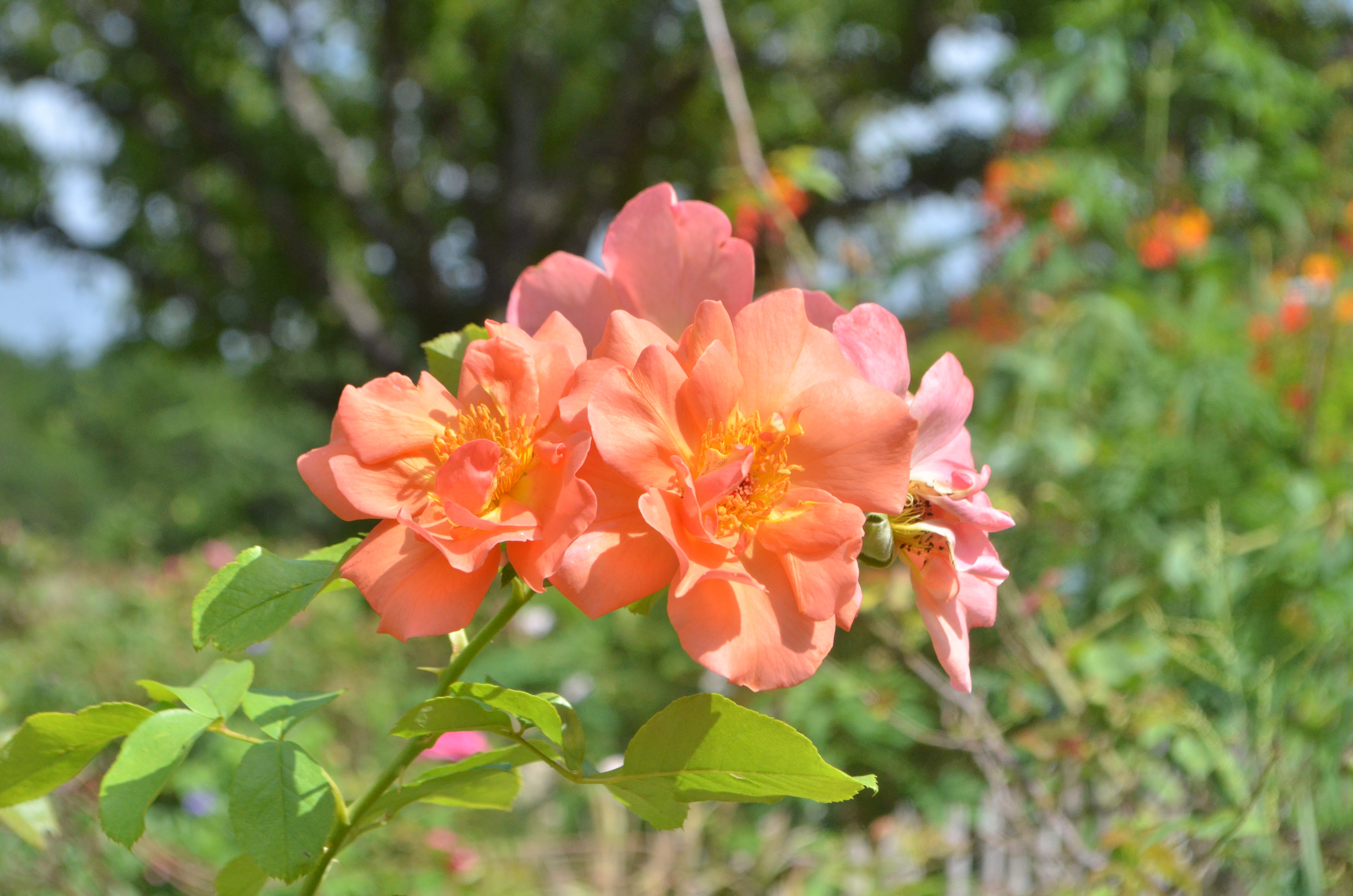 Westerland – Antique Rose Emporium