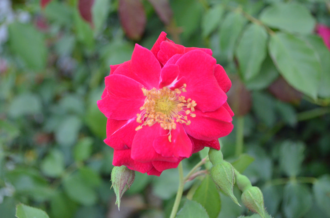 Will Scarlet