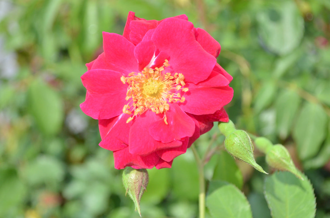 Will Scarlet