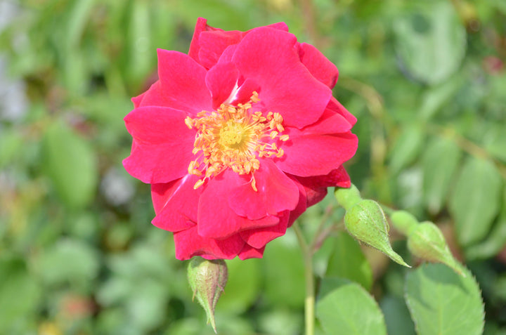 Will Scarlet