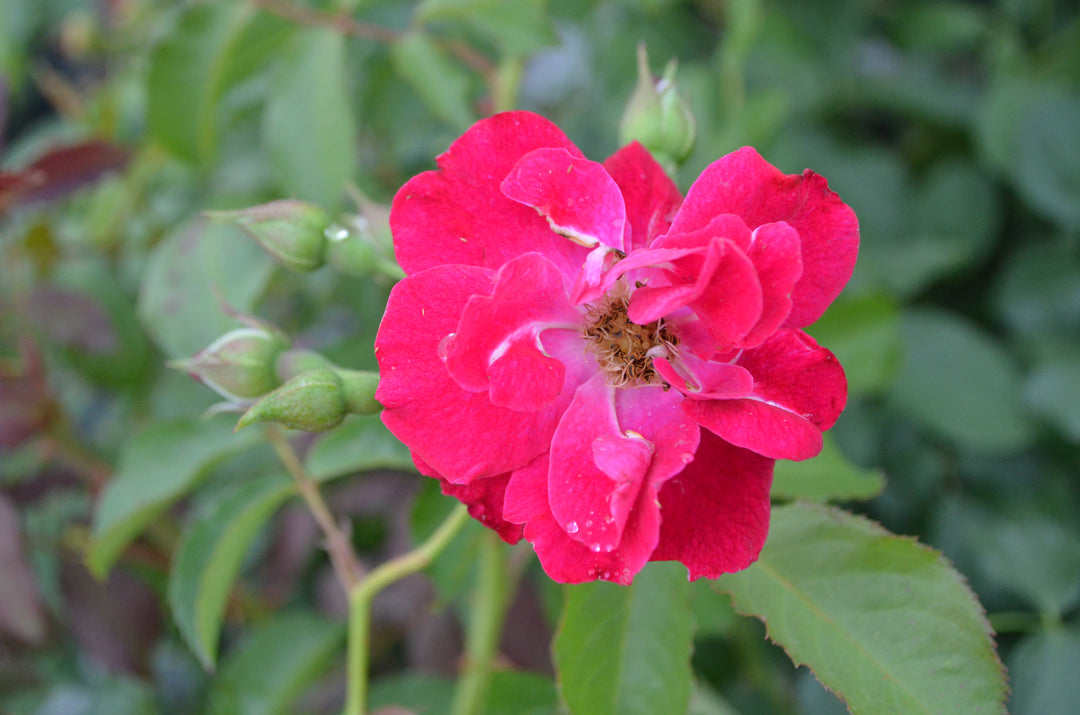 Will Scarlet