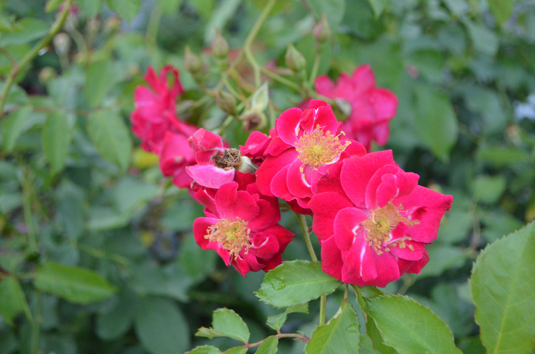 Will Scarlet