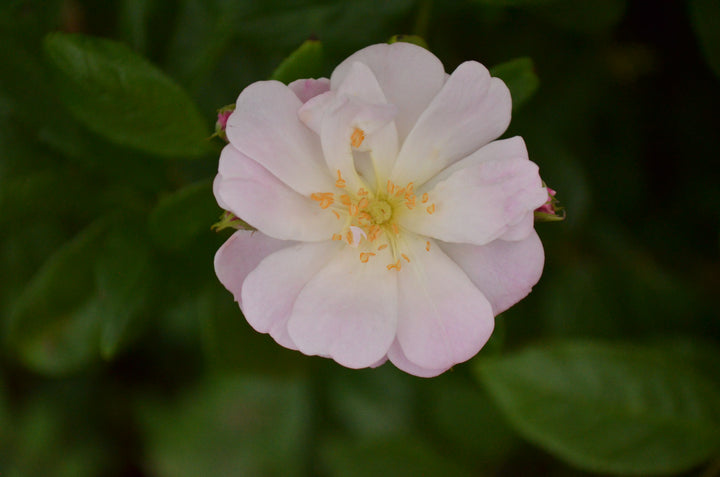 Champney's Pink Cluster