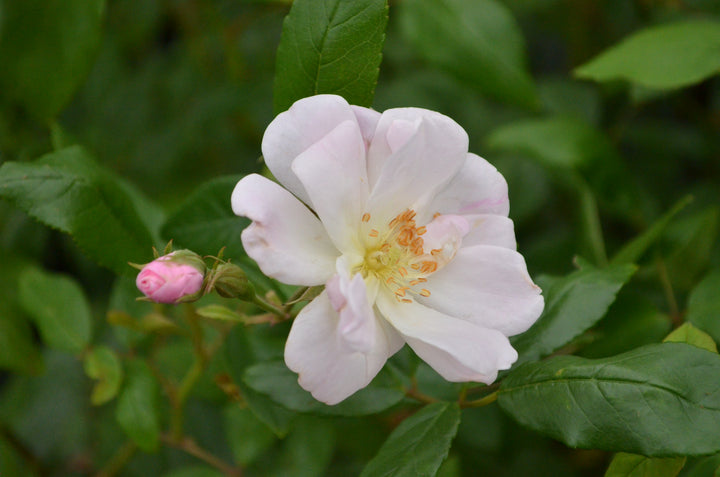 Champney's Pink Cluster
