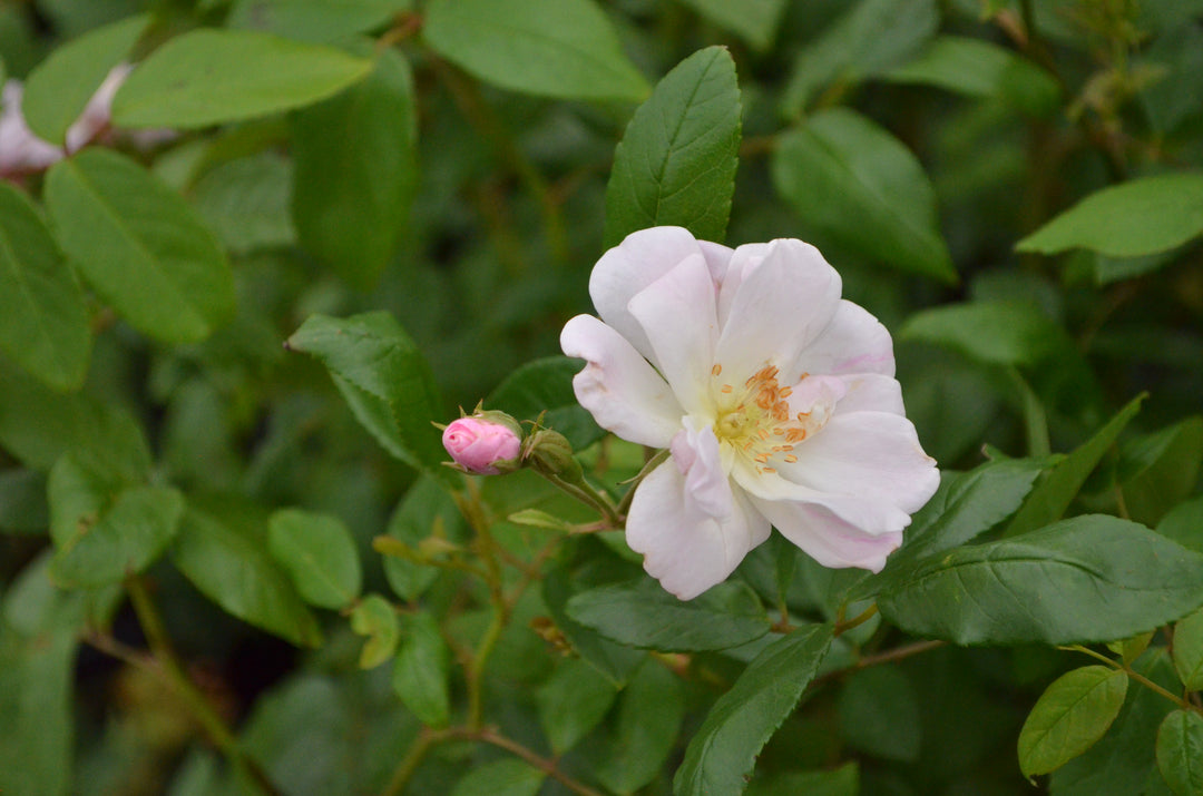 Champney's Pink Cluster