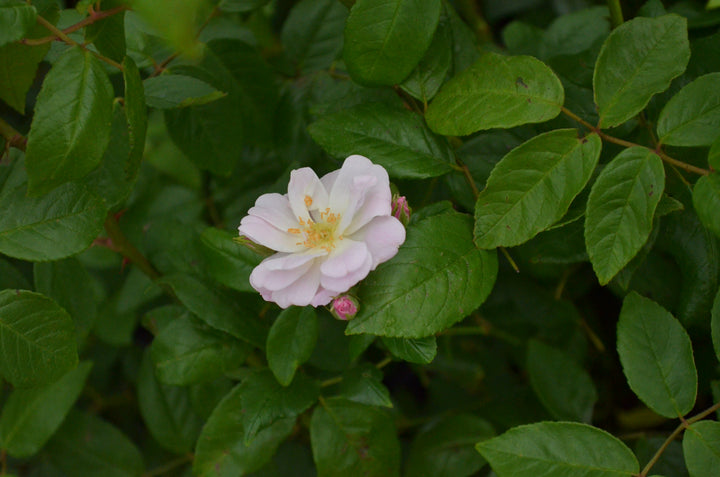 Champney's Pink Cluster