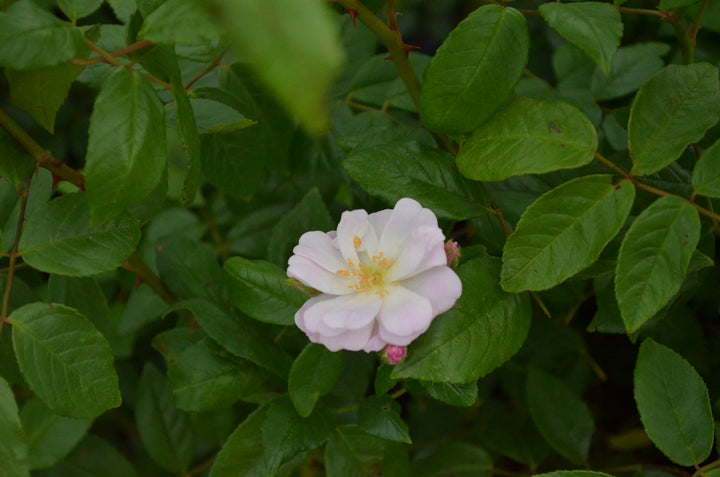 Champney's Pink Cluster