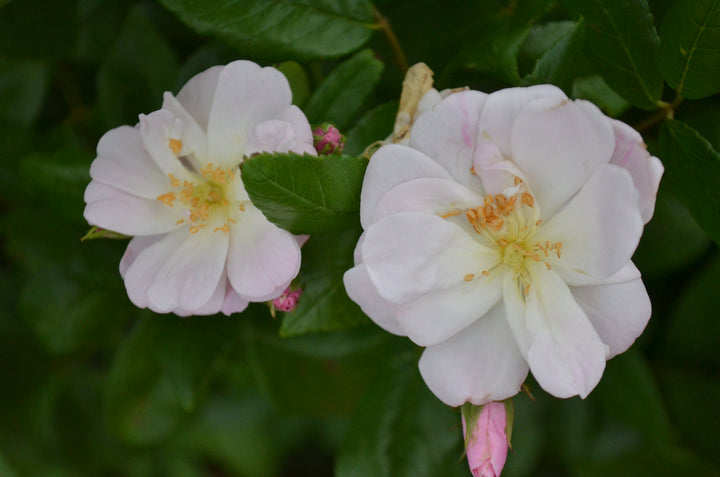 Champney's Pink Cluster
