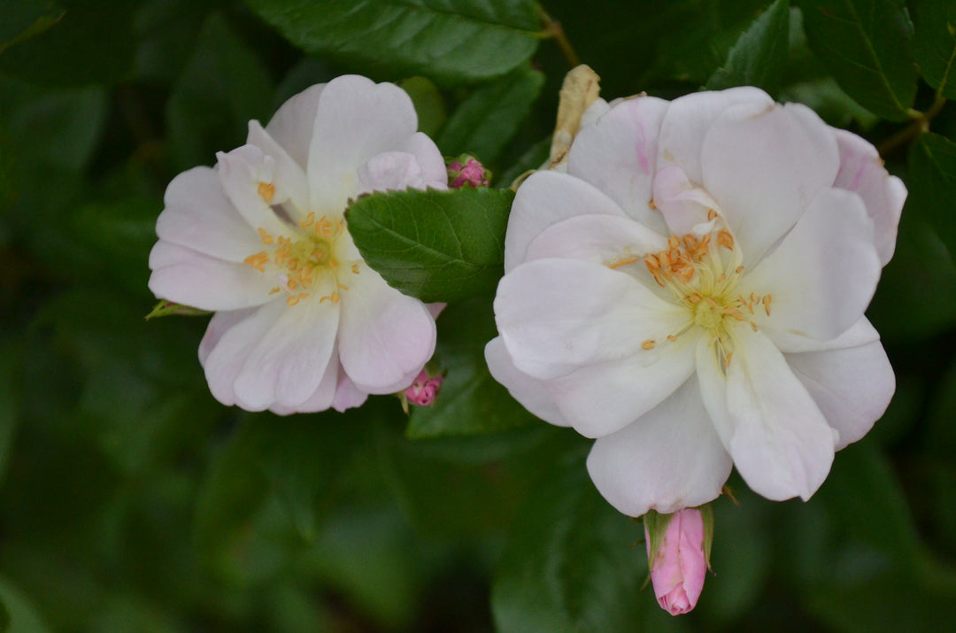 Champney's Pink Cluster