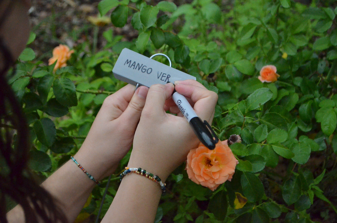 person writing on plant marker with orange rose bush in the background
