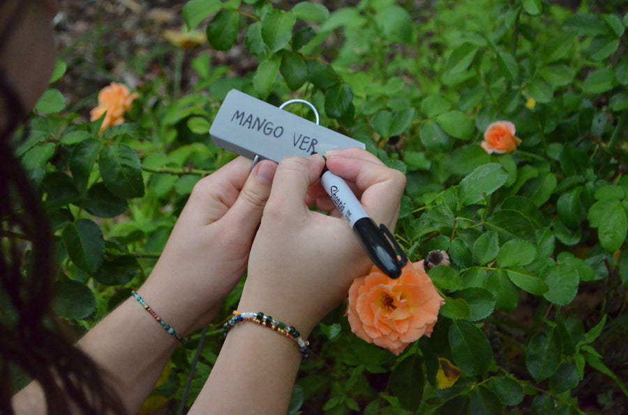 person writing on plant marker with orange rose bush in the background