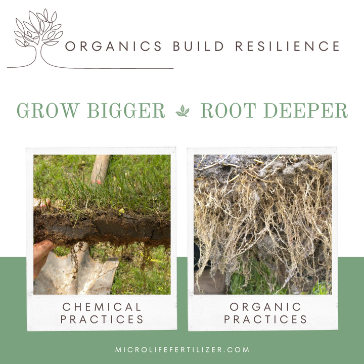 Before and after shot of MicroLife Veg and Flower roots growing from fertilizer.