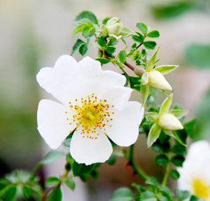 thornless rose seeds R. wichuraiana thornless