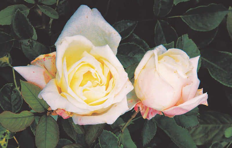 White Cl Maman Cochet