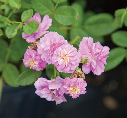 lavender rose seeds Lavender Lassie