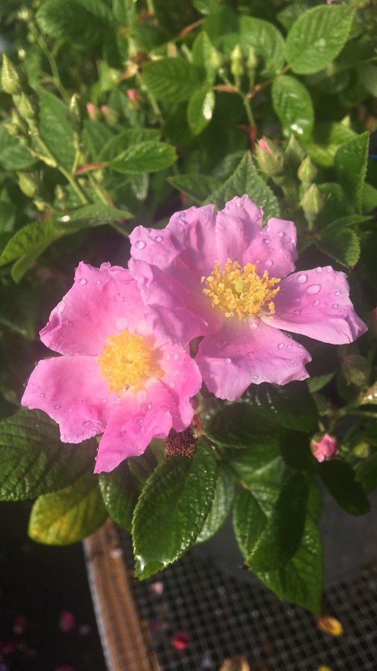 Prairie Rose – Antique Rose Emporium