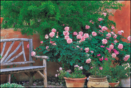 Wooden bench next to pink rose bush called Belinda's Dream