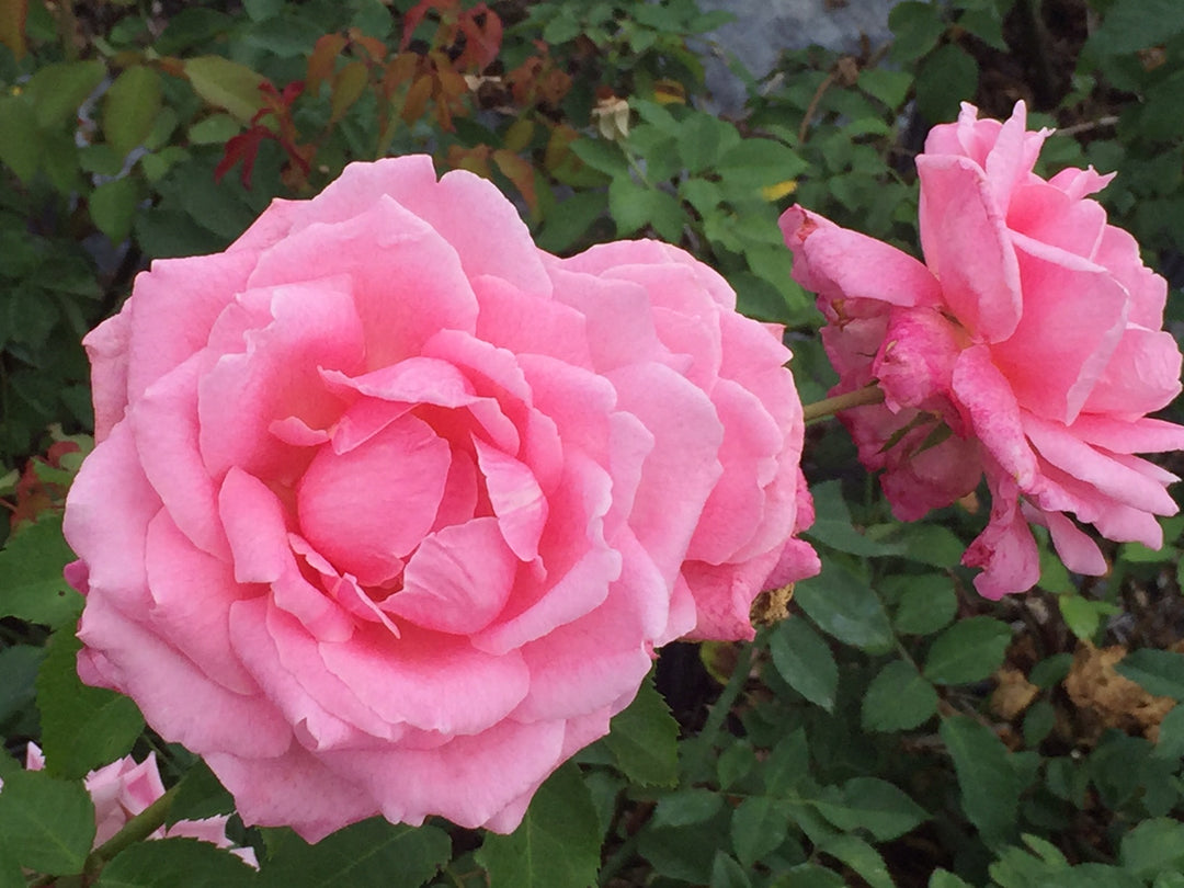 Close up of 2 pink roses called Belinda's Dream, EarthKind Roses bread for disease resistance