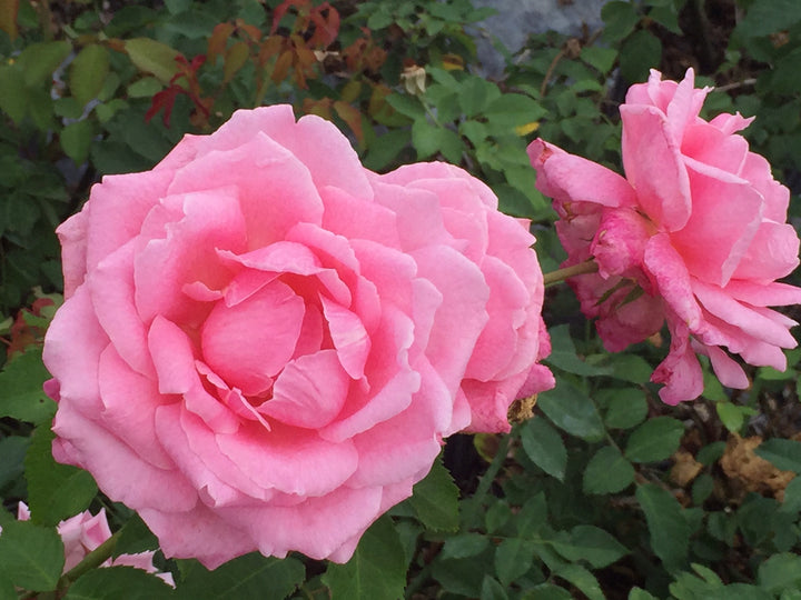 Close up of 2 pink roses called Belinda's Dream, EarthKind Roses bread for disease resistance