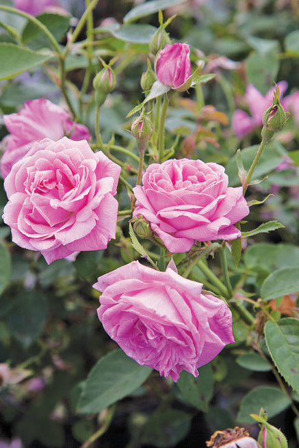 Small pink rose bush with 4 blooms and 5 rose buds.