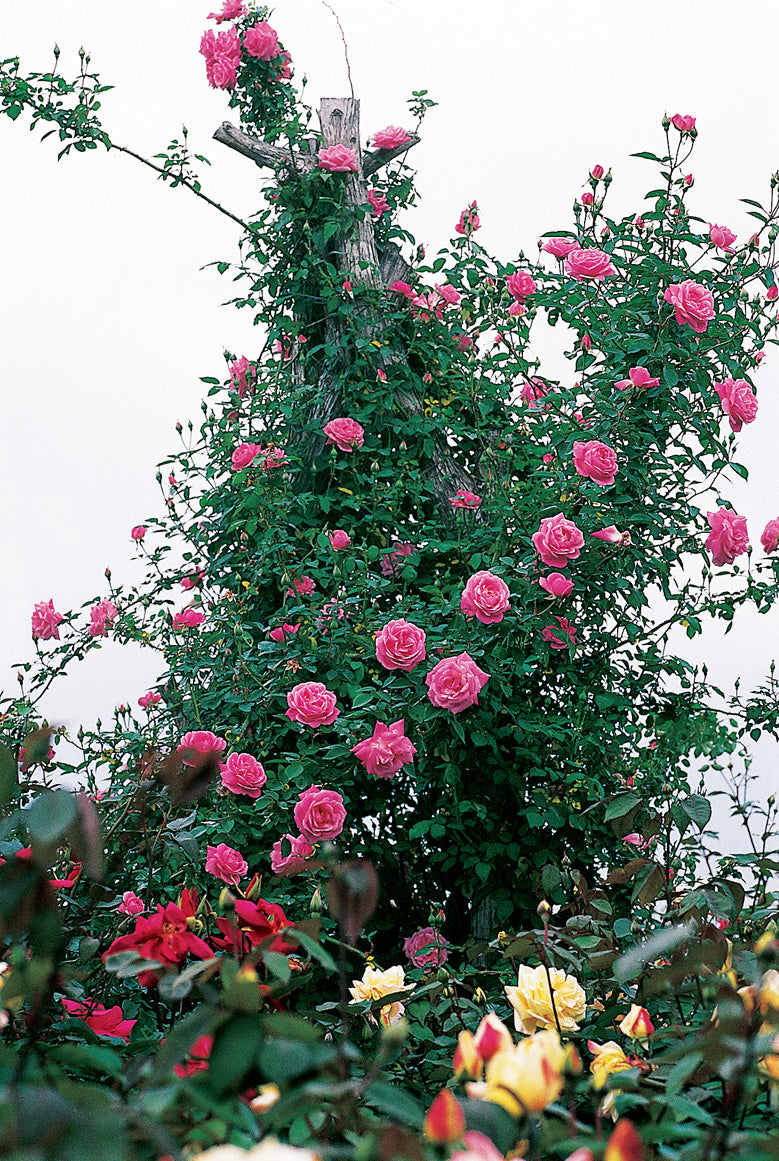 pink climbing rose bush.