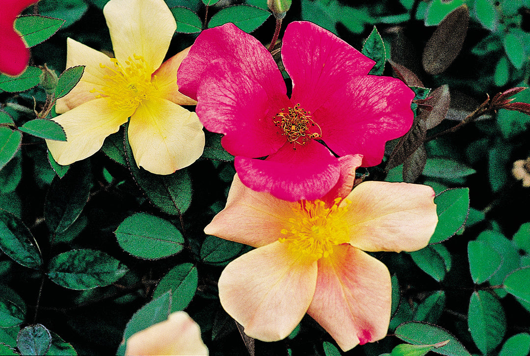 Close up of 3 Butterfly Rose, Mutabilis, flowers, pink in the center with yellow and light apricot on either side.
