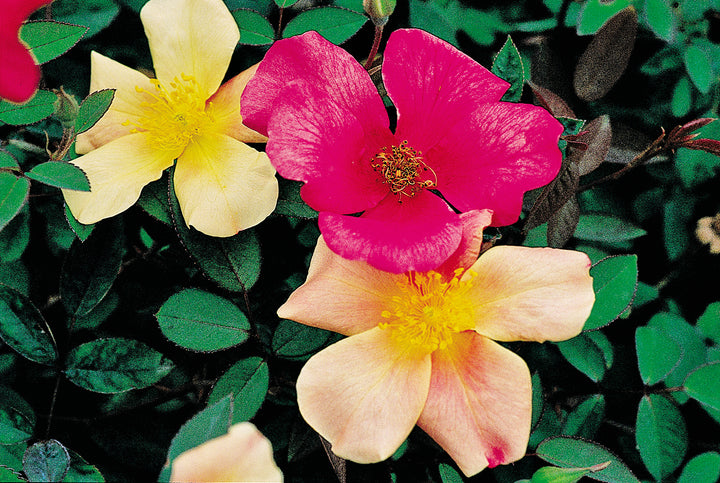 Close up of 3 Butterfly Rose, Mutabilis, flowers, pink in the center with yellow and light apricot on either side.